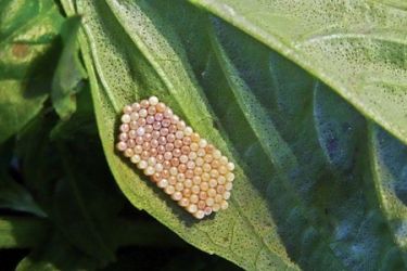 uova cimice asiatica