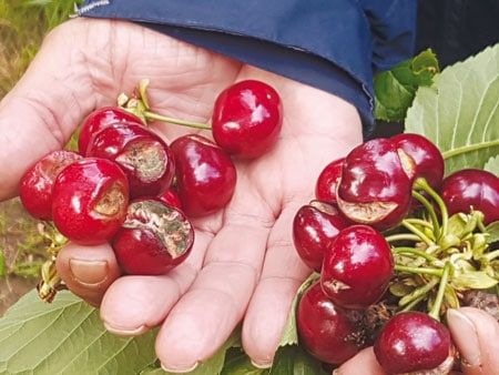 ciliegie spaccate dal maltempo