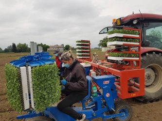 accordo sul prezzo del pomodoro