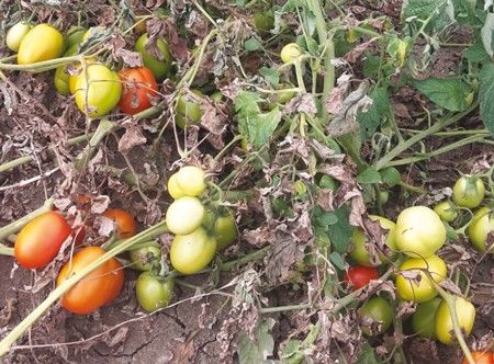 Batteriosi-del-pomodoro